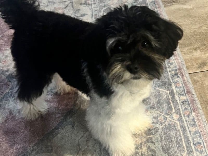 Yorkipoo 1 year 9 months old male small named Pootie for breeding in Maricopa County, Arizona | Petmeetly