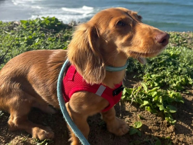 Miniature Dachshund 6 months old male small named Chico for breeding in San Diego County, California | Petmeetly