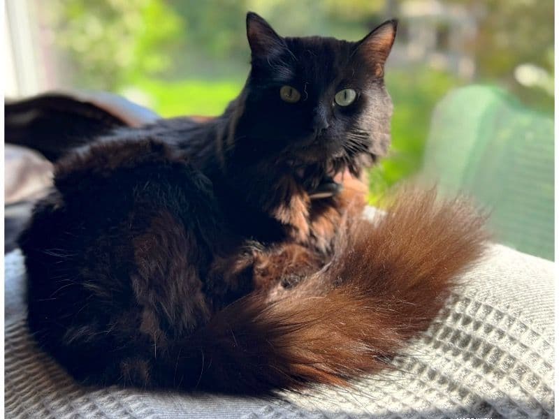 Ragdoll 1 year 8 months old female named Smokey for breeding in Metro Vancouver, British Columbia | Petmeetly