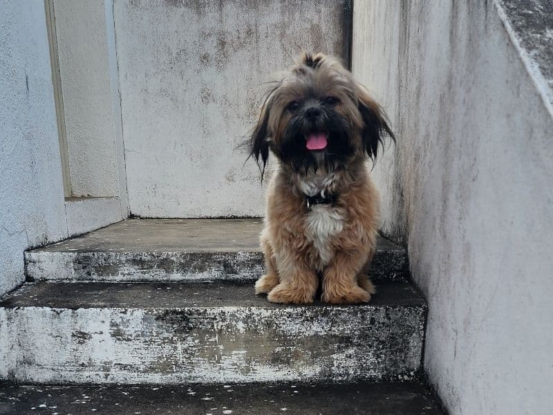 Simba primary photo