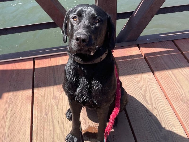 Labrador Retriever 2 years 8 months old male large named Goose for breeding in Travis County, Texas | Petmeetly