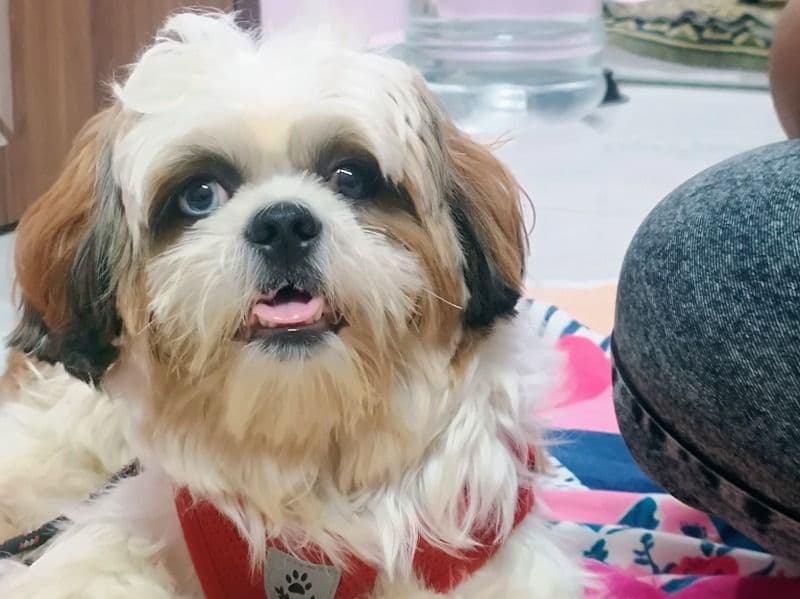 Shih Tzu 1 year 2 months old male medium named Bunny for breeding in Hyderabad, Telangana | Petmeetly