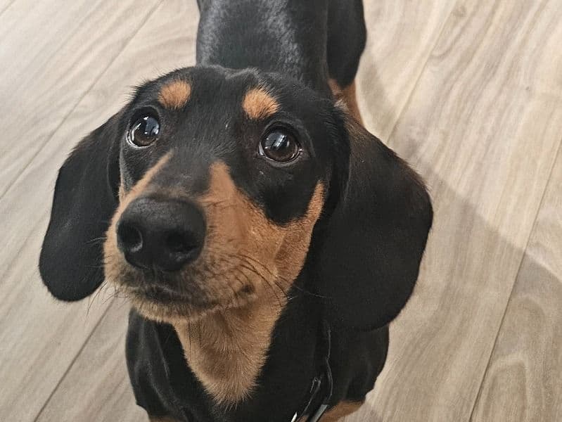 Miniature Dachshund 9 months old male small named Bear for breeding in Thurston County, Washington | Petmeetly