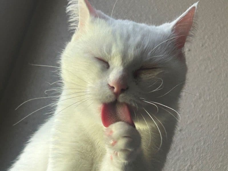 Kaho Manee 4 years 5 months old female named Helen for breeding in Baker County, Florida | Petmeetly