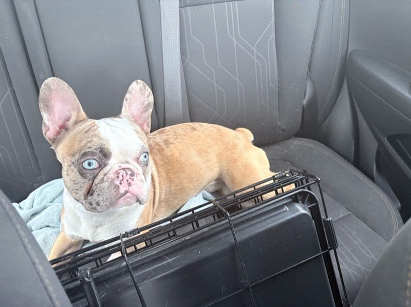 French Bulldog 1 year 6 months old male small named Lucki for breeding in Harris County, Texas | Petmeetly