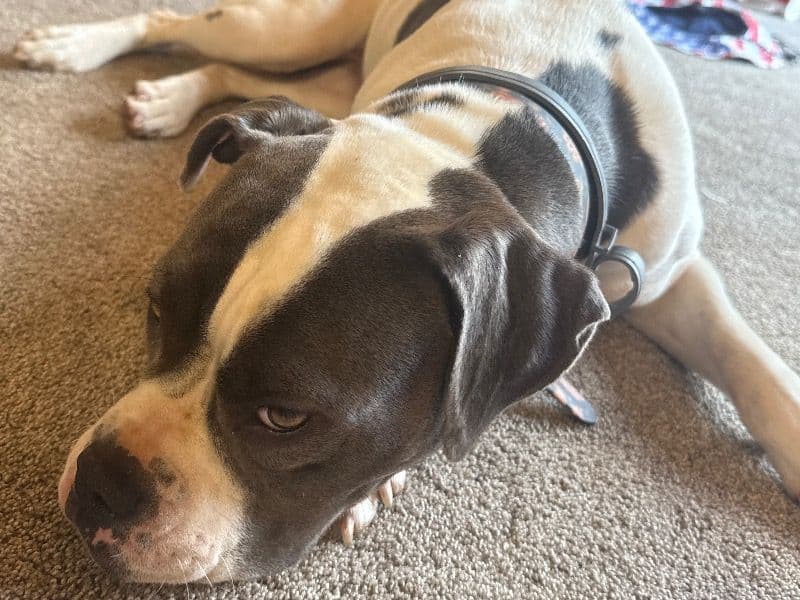 American Bulldog 2 years 5 months old female medium named Mabel for breeding in McKean County, Pennsylvania | Petmeetly