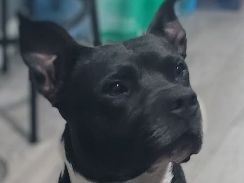 American PitBull Terrier 3 years 2 months old male large named Gideon for breeding in Rockwall County, Texas | Petmeetly