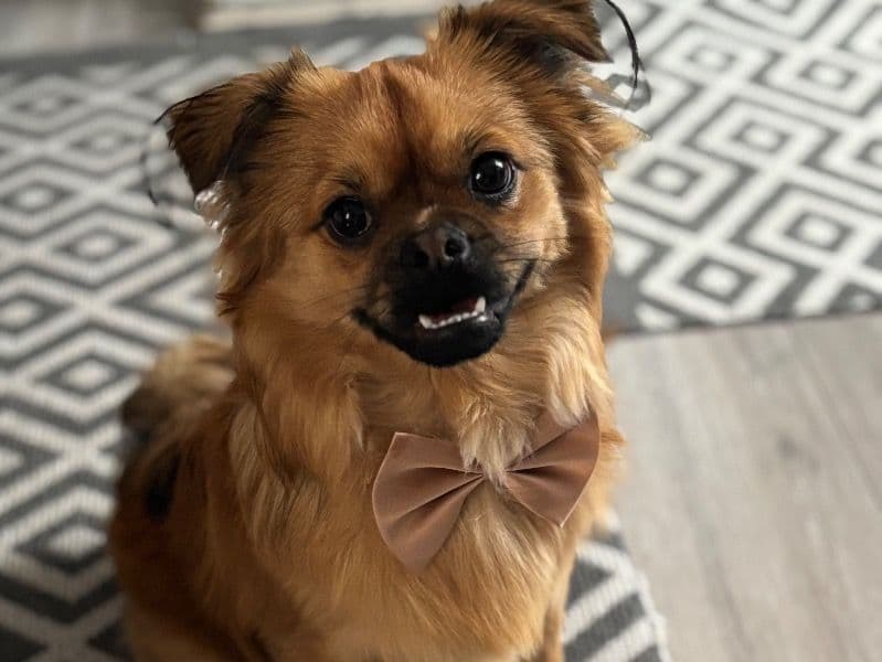 Chihuahua 10 months old male medium named Mocha for breeding in Greater Manchester, England | Petmeetly