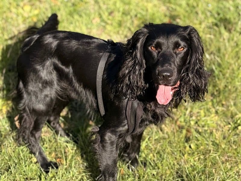English Cocker Spaniel 2 years 10 months old male medium named Milo for breeding in West Midlands, England | Petmeetly