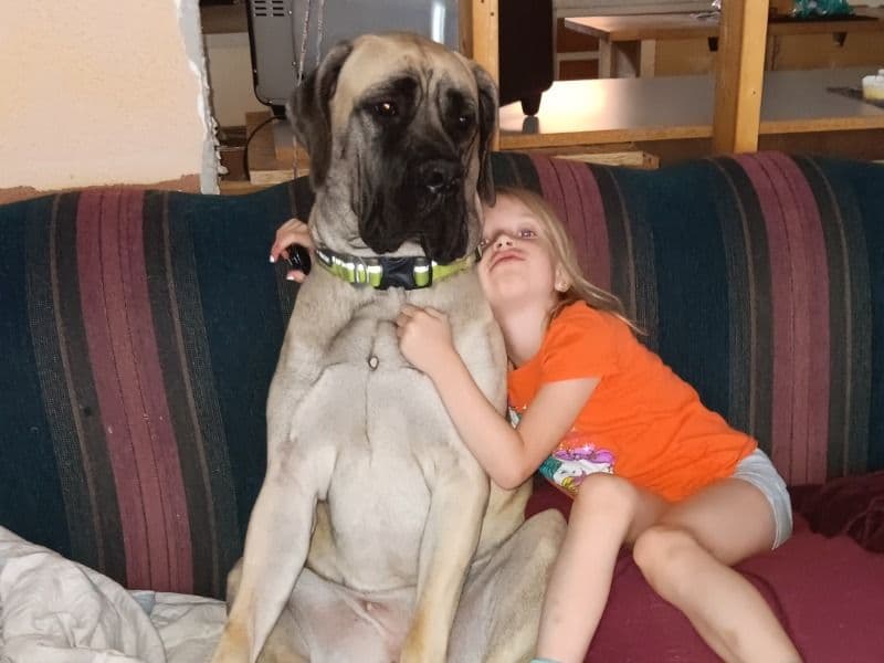 English Mastiff 2 years 8 months old female extra large named Waffle for breeding in Greater Sudbury, Ontario | Petmeetly