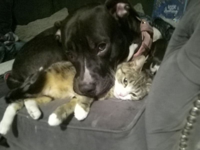 Staffordshire Bull Terrier 2 years 4 months old female large named Karma for breeding in Middlesbrough, England | Petmeetly