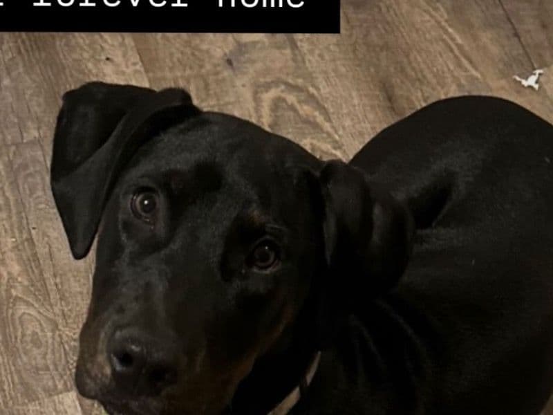 Banjo - Doberman | Petmeetly