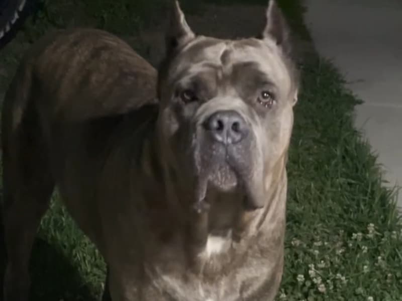 Cane Corso 5 years old male large named Koah for breeding in Fort Bend County, Texas | Petmeetly