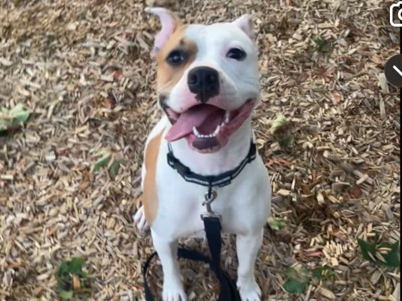 Rednose Pitbull Terrier 1 year 5 months old female medium named Xena for breeding in Regional Municipality of York, Ontario | Petmeetly