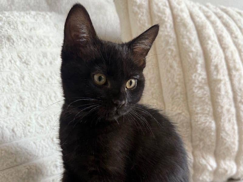 Russian Blue 2 months old female named Black Pearl for sale in Los Angeles County, California | Petmeetly