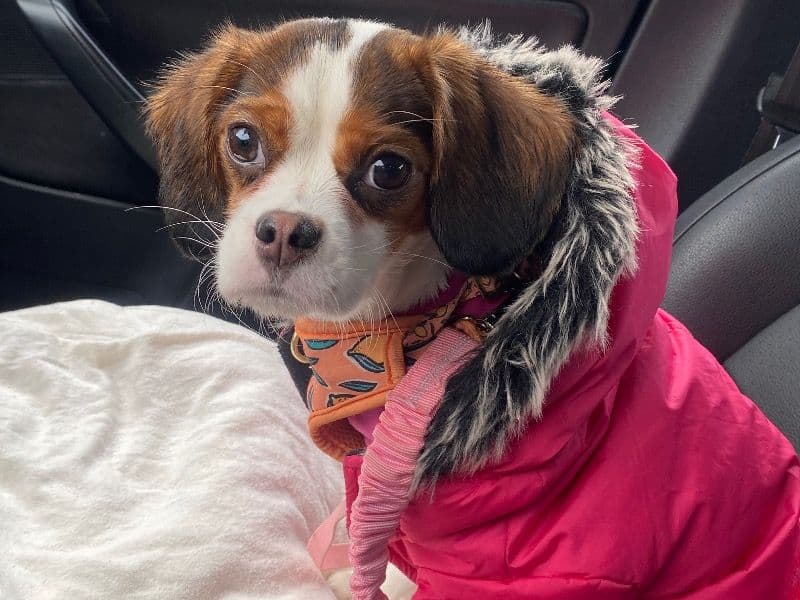 Cavalier King Charles Spaniel 2 years 3 months old female small named Lola for breeding in Cuyahoga County, Ohio | Petmeetly