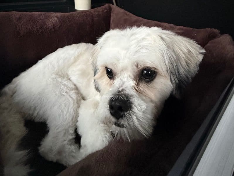 Maltipoo 1 year 1 month old male small named Jaxon for sale in St. Johns County, Florida | Petmeetly