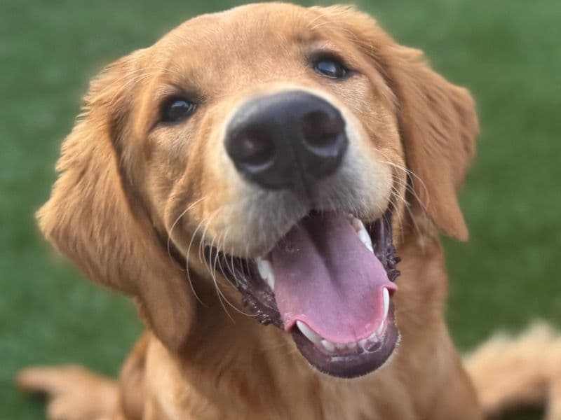 Golden Retriever 1 year 3 months old female large named Maya for breeding in Broward County, Florida | Petmeetly