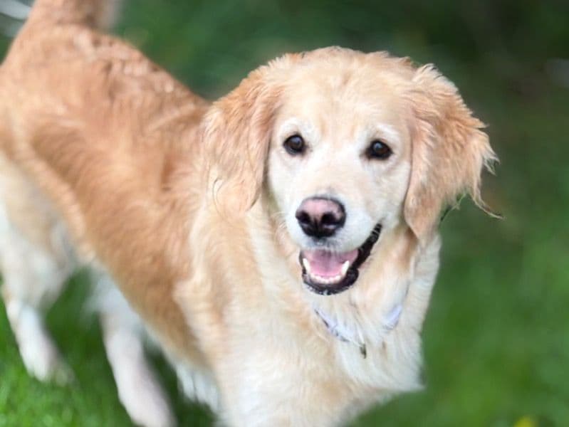 Golden Retriever 3 years 9 months old female large named Gracie for breeding in Renfrewshire, Scotland | Petmeetly