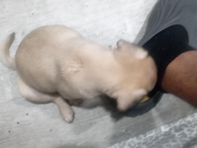 Frenchie Pug (Frug) 7 months old male medium named King for breeding in San Bernardino County, California | Petmeetly