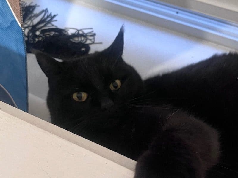 Meow primary photo