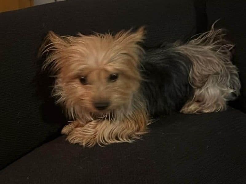 Yorkshire Terrier 3 years old female small named Rosie for adoption in St. Charles Parish, Louisiana | Petmeetly