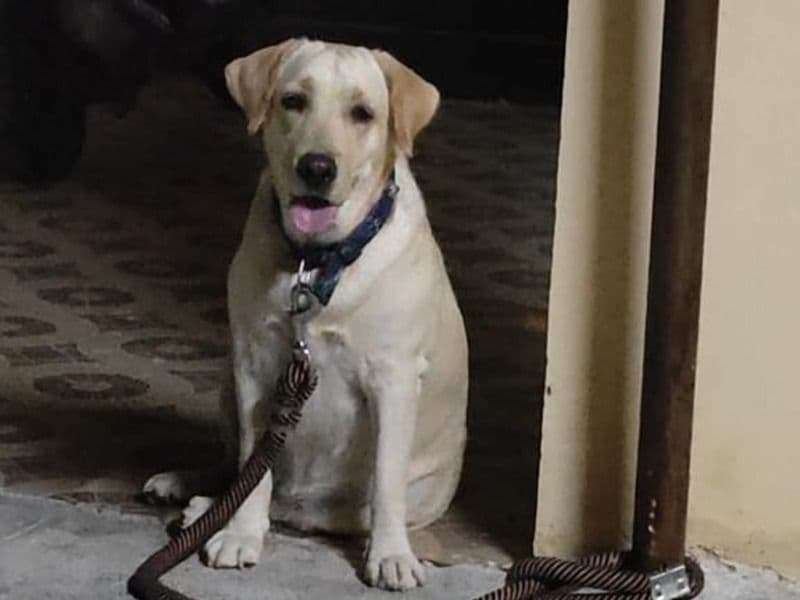 White Labrador Retriever 3 years 10 months old female large named Magiee for breeding in Coimbatore North, Tamil Nadu | Petmeetly
