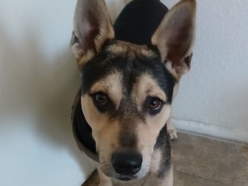 German Shepherd Husky 1 year 1 month old male medium named Poppa for breeding in Maricopa County, Arizona | Petmeetly
