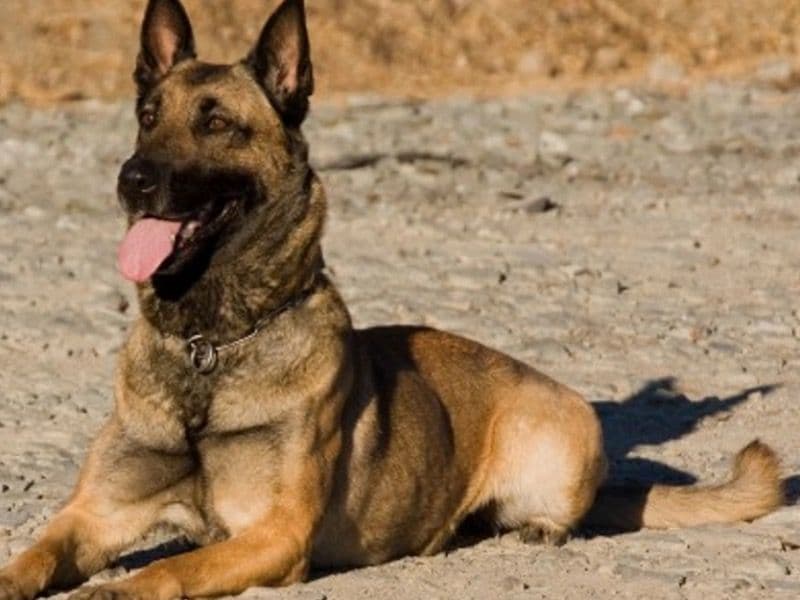 Belgian Malinois 2 years 2 months old male large named Solo for sale in Glasgow City, Scotland | Petmeetly