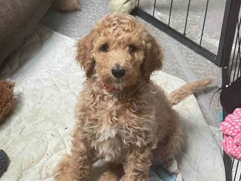 Puppy primary photo