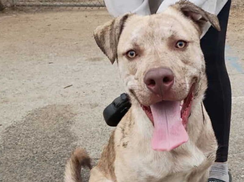 Husky 8 months old male large named Scooby Doo for adoption in Los Angeles County, California | Petmeetly