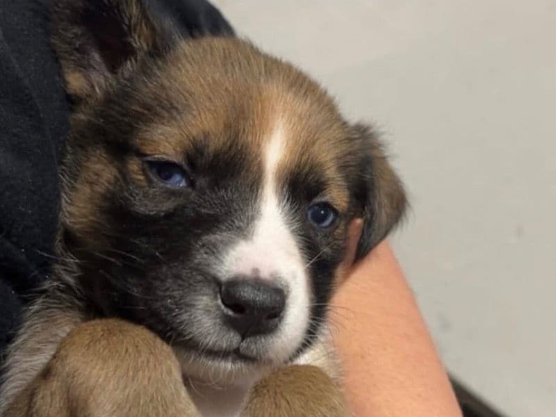 Cane Corso 3 months old female small named Skyee for breeding in Erie County, New York | Petmeetly