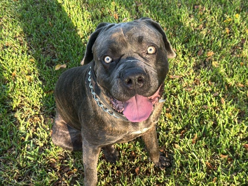 Cane Corso 2 years 11 months old male extra large named Ghost for breeding in Harris County, Texas | Petmeetly
