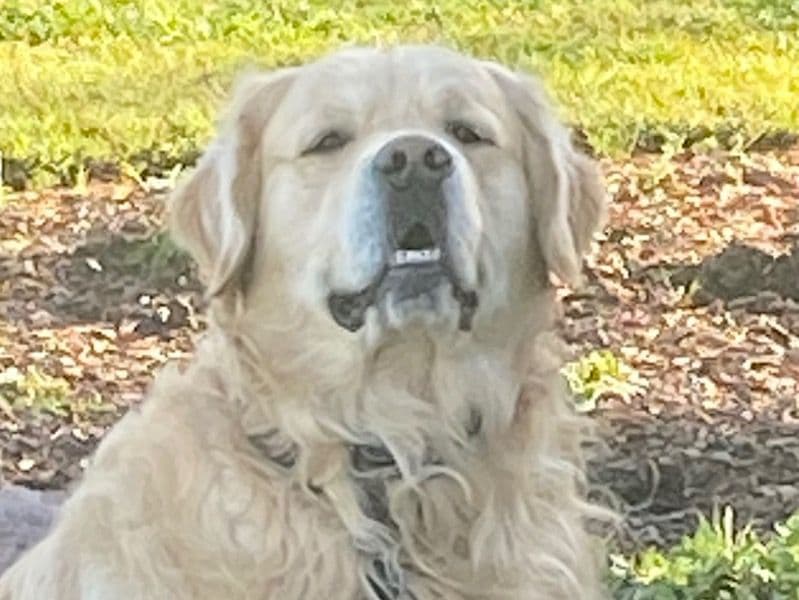 Golden Retriever 2 years 11 months old male large named Bear for breeding in Alexandrina Council, South Australia | Petmeetly