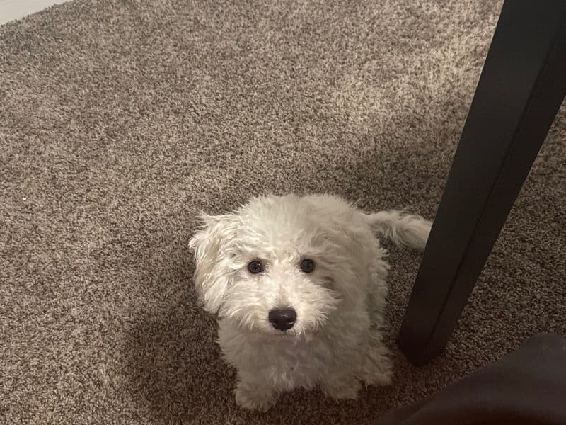 Bichon Frise 4 months old male small named Frost for breeding in Cobb County, Georgia | Petmeetly