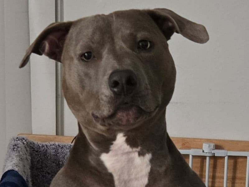 American Staffordshire Terrier 2 years 7 months old female medium named Blue for adoption in Montgomery County, Pennsylvania | Petmeetly