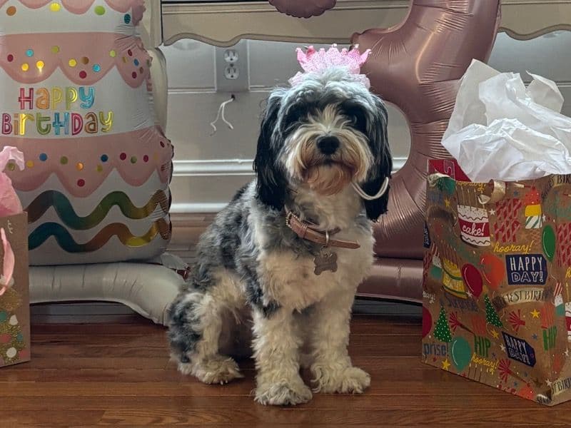 Cavapoo (Cavadoodle) 3 years 8 months old female medium named Lola for breeding in Chesapeake, Virginia | Petmeetly