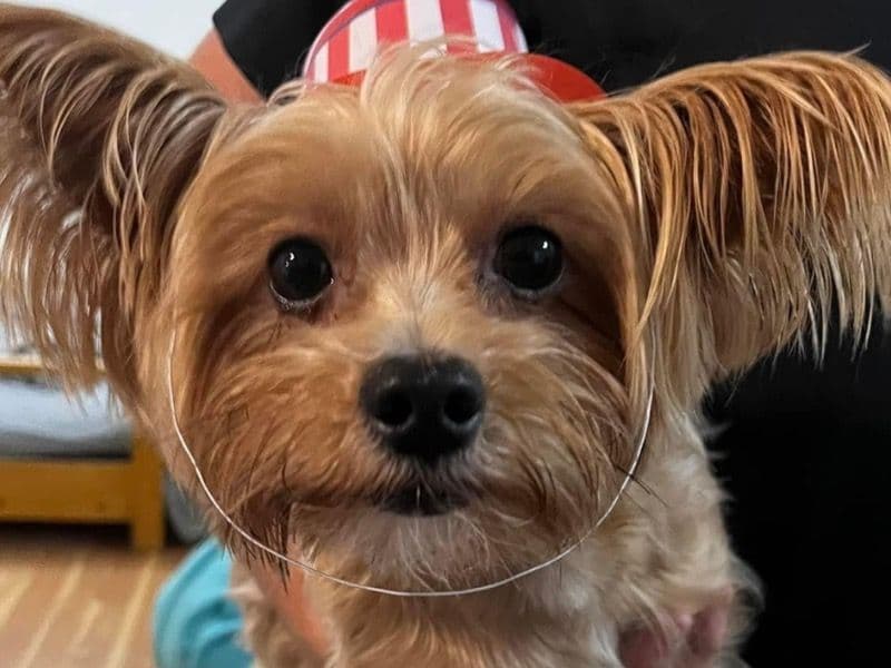 Yorkshire Terrier 4 years 6 months old male small named Rex for sale in Duval County, Florida | Petmeetly