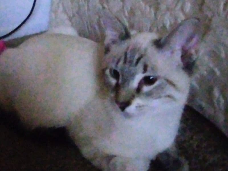 Siamese 5 months old male named Ziggy for breeding in Macomb County, Michigan | Petmeetly