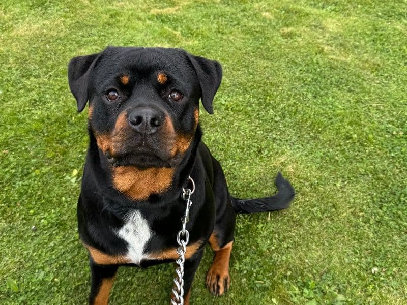 Rottweiler 2 years 2 months old female medium named Dottie for breeding in Merseyside, England | Petmeetly