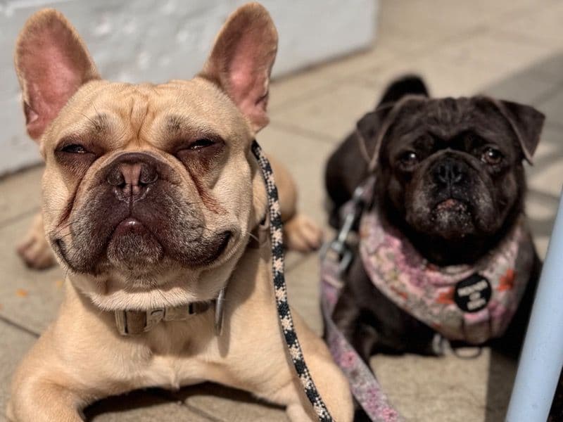 French Bulldog 3 years 1 month old male small named Cujo & Olive for adoption in Southend-on-Sea, England | Petmeetly
