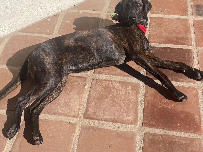 Plott Hound 1 year old female medium named Zita for breeding in Playas de Rosarito, Baja California | Petmeetly