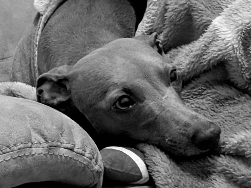 Whippet 2 years 7 months old female medium named Jasmine for breeding in Lancashire, England | Petmeetly