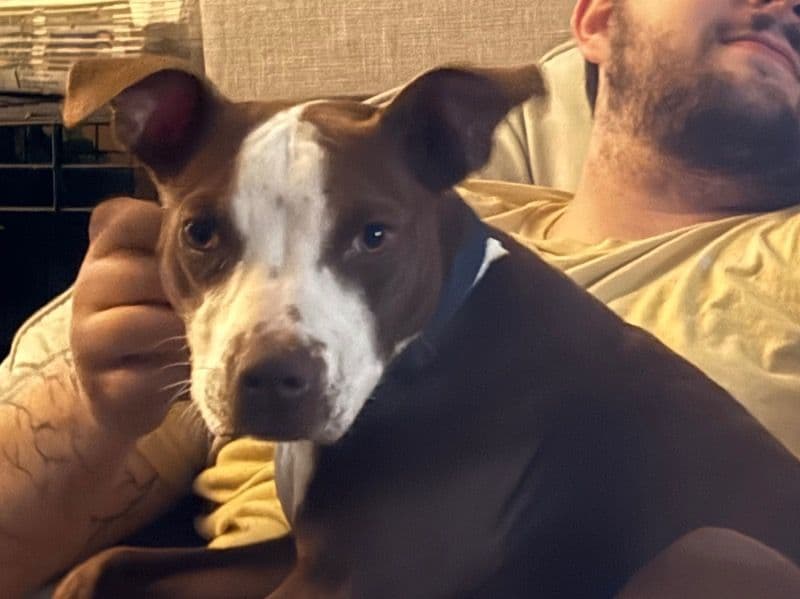 Rednose Pitbull Terrier 1 year 5 months old male large named Bruce for breeding in Richmond, Virginia | Petmeetly