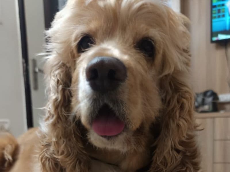 English Cocker Spaniel 4 years 11 months old female medium named Bella for breeding | Petmeetly