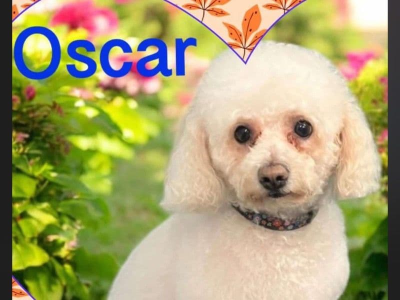 Oscar primary photo