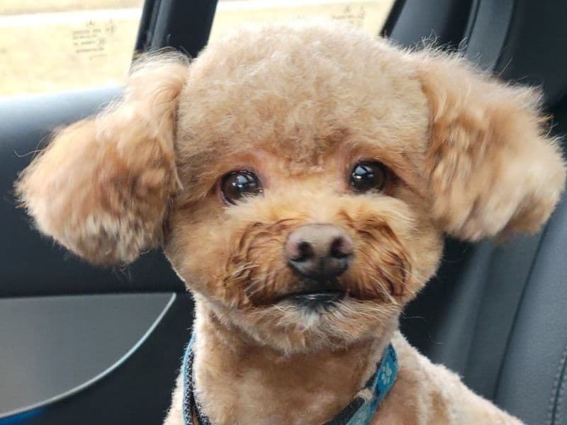 Toby primary photo