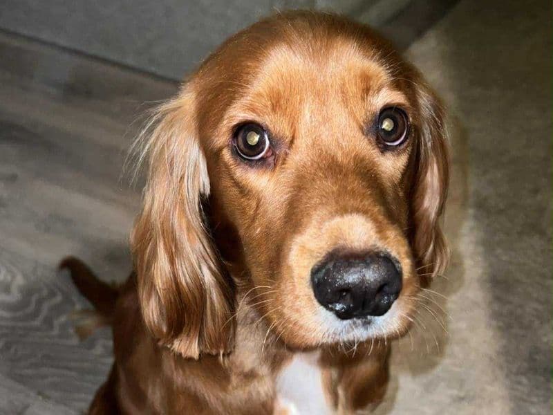 Cocker Spaniel 1 year 5 months old male medium named Doug for breeding in Caerphilly County Borough, Wales | Petmeetly