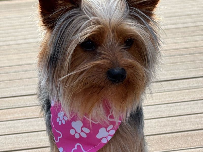 Yorkshire Terrier 2 years old male small named Remy for breeding in Guadalupe County, Texas | Petmeetly