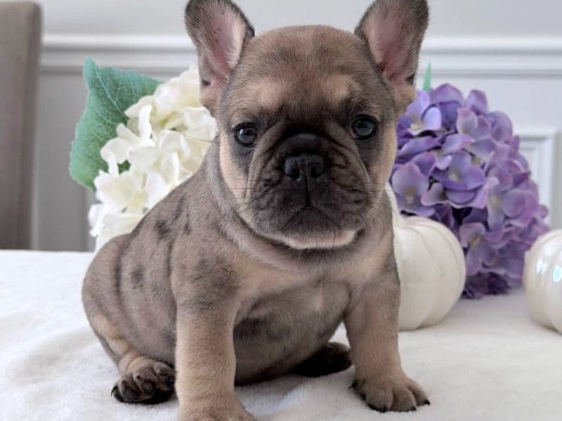 French Bulldog 5 months old female medium named Pearl for sale in California | Petmeetly